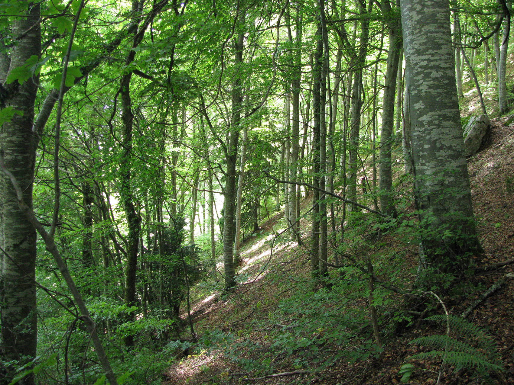 Hetraie sous bois (1) Sous bois de hêtraie dans les Alpes