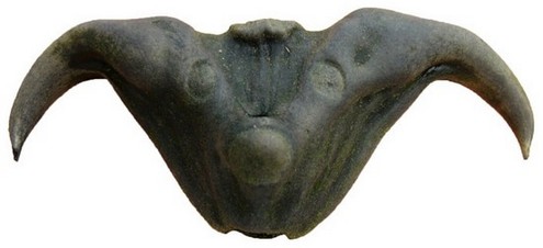 Fruit de Trapa bicornis